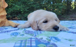 Golden Retriever dogs for sale: JOEY - Image 2