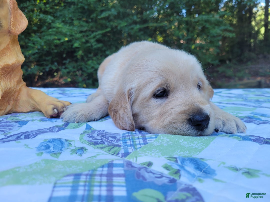 Golden Retriever dogs for sale: JOEY - Image 2