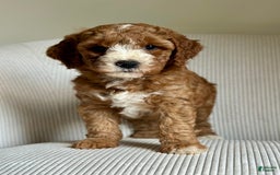 Mini Goldendoodle dogs for sale: Dolly - Image 3