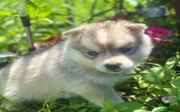 Pomsky dogs for sale: Kanan - Image 15