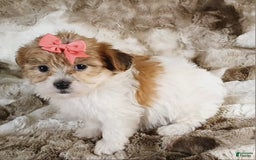 Teddy Bear dogs for sale: Tonya - Image 1