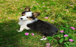 Welsh Corgi Pembroke dogs for sale: Trixie Fluffy - Image 18