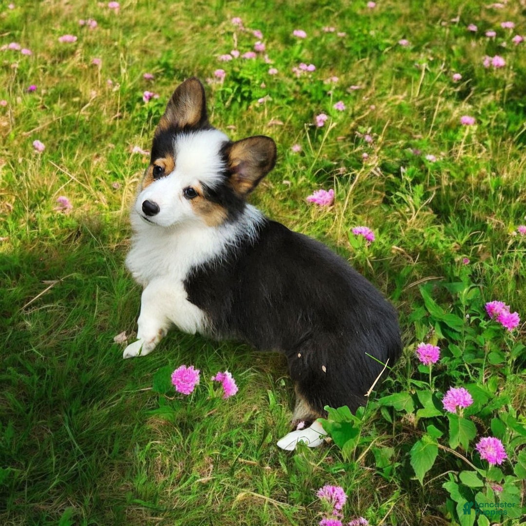 Welsh Corgi Pembroke dogs for sale: Trixie Fluffy - Image 18