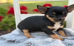 Chihuahua dogs for sale: Sprinkles - Image 7