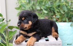 Rottweiler dogs for sale: Storm - Image 2