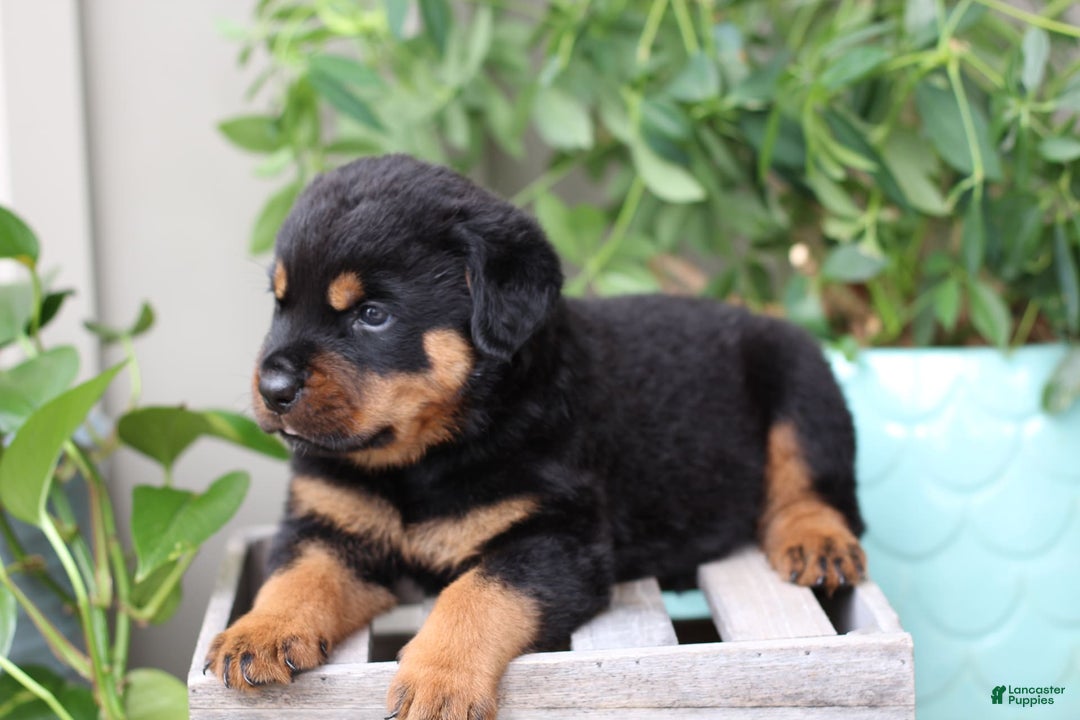 Rottweiler dogs for sale: Storm - Image 2