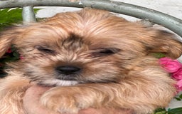 Shorkie dogs for sale: Tina - Image 2