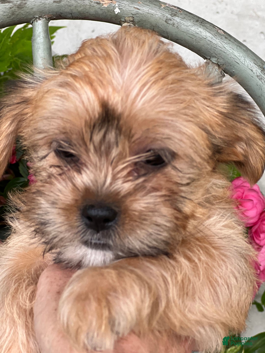 Shorkie dogs for sale: Tina - Image 2