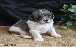 Cavapoo dogs for sale: Aaron - Image 4