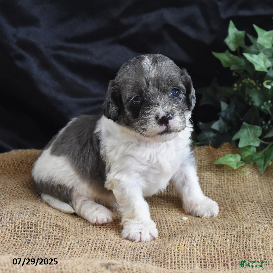 Cavapoo dogs for sale: Aaron - Image 4