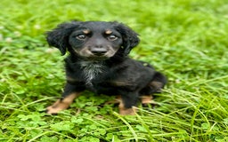 Dachshund dogs for sale: Molasses - Image 1