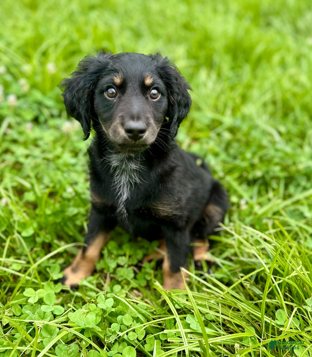 Dachshund dogs for sale: Molasses - Image 1