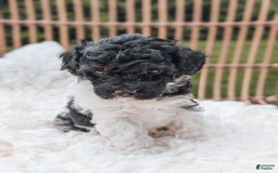 Miniature Poodle dogs for sale: Jet - Image 2