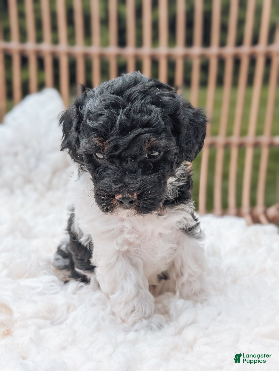 Miniature Poodle dogs for sale: Jet - Image 2