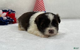 Miniature Schnauzer dogs for sale: Fancy Male 3 Akc Liver Parti - Image 1