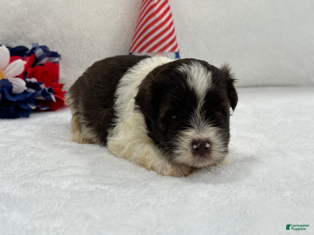 Miniature Schnauzer dogs for sale: Fancy Male 3 Akc Liver Parti - Image 1