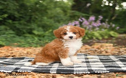 Mini Aussiedoodle dogs for sale: Hattie - Image 5