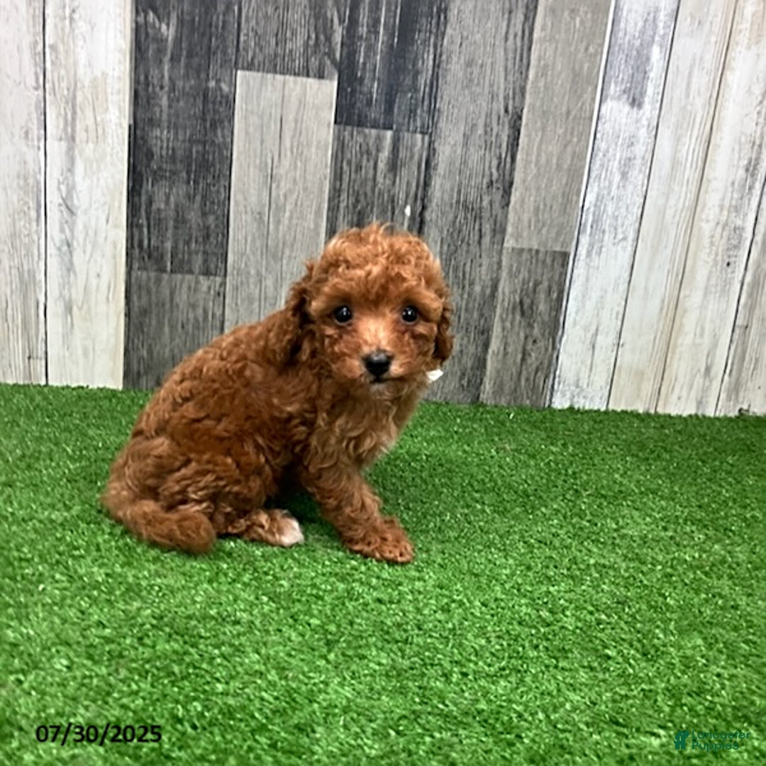 Miniature Poodle dogs for sale: Carol - Image 3