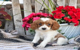 Cavapoo dogs for sale: Dallas - Image 1