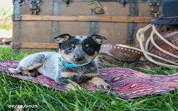 Australian Cattle Dog dogs for sale: Chocolate Chip - Image 3
