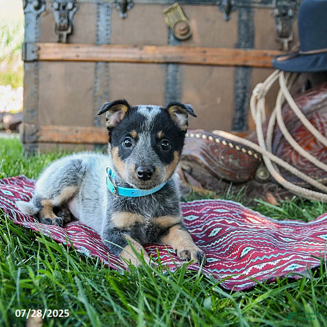 Australian Cattle Dog dogs for sale: Chocolate Chip - Image 3