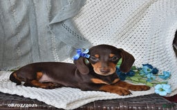 Miniature Dachshund dogs for sale: Miniature Dachshund 6 puppies - Image 10