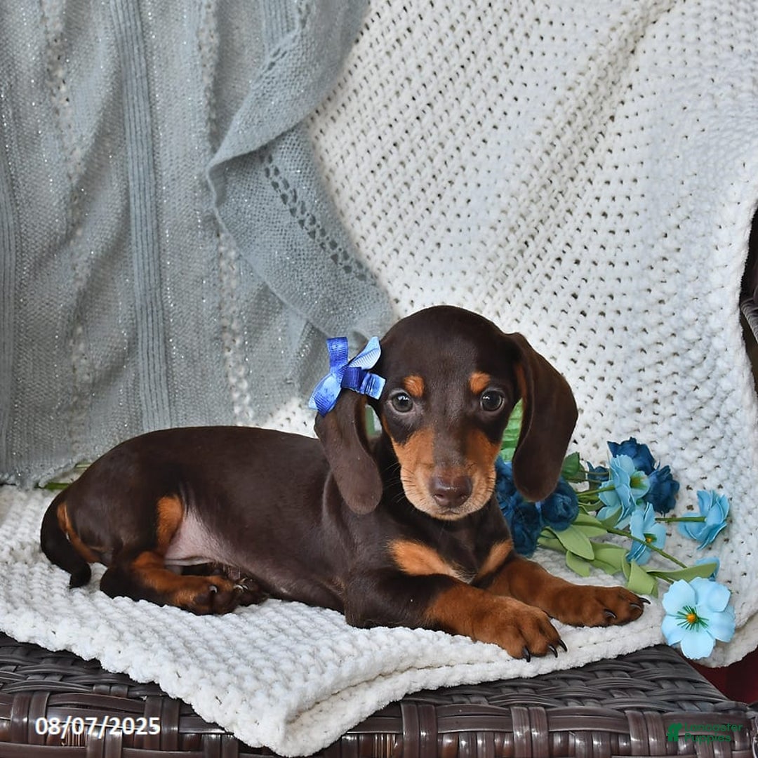 Miniature Dachshund dogs for sale: Miniature Dachshund 6 puppies - Image 10