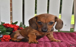Miniature Dachshund dogs for sale: Benny - Image 1