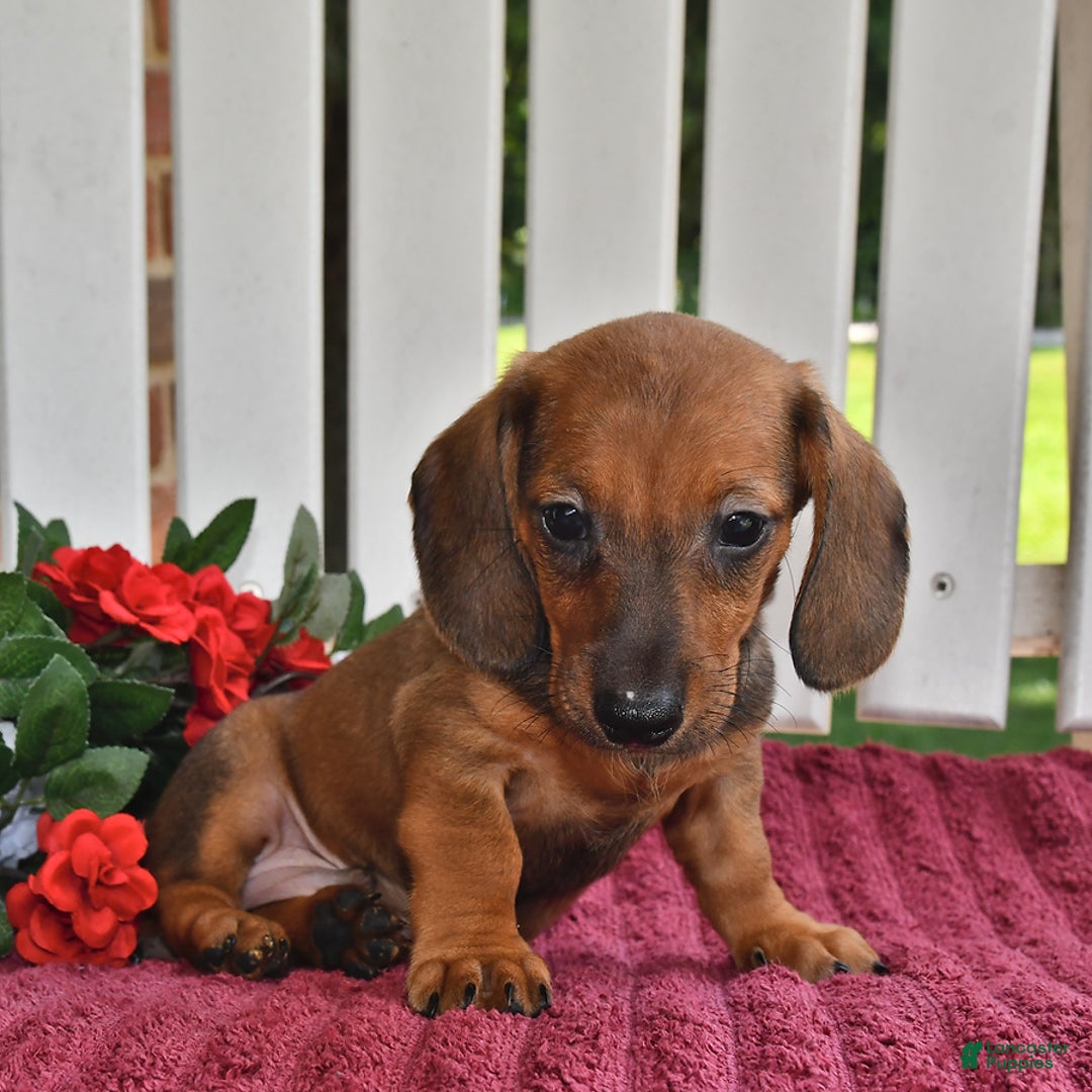 Miniature Dachshund dogs for sale: Benny - Image 1