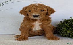 Goldendoodle dogs for sale: Zoey - Image 18
