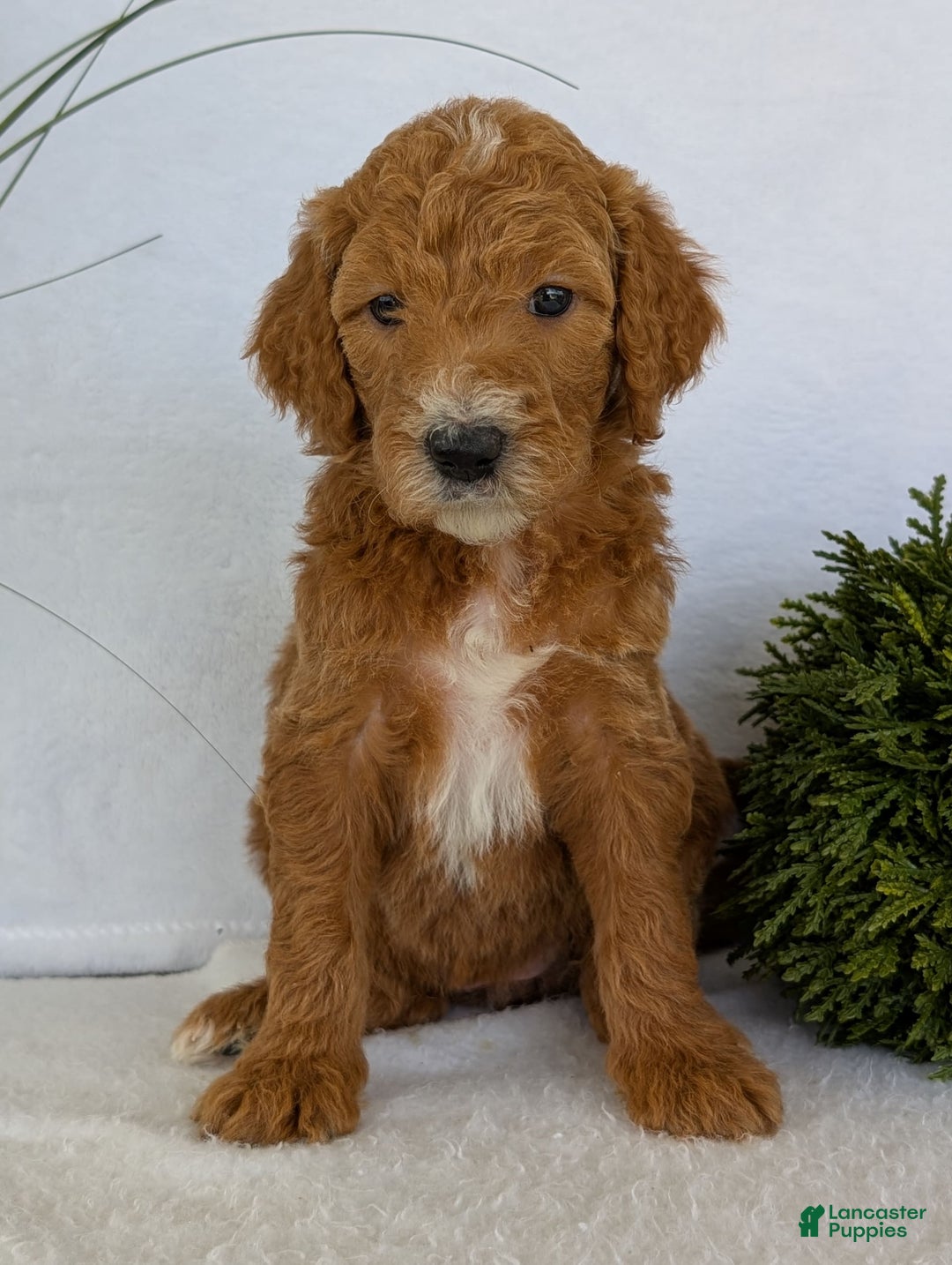 Goldendoodle dogs for sale: Zoey - Image 18