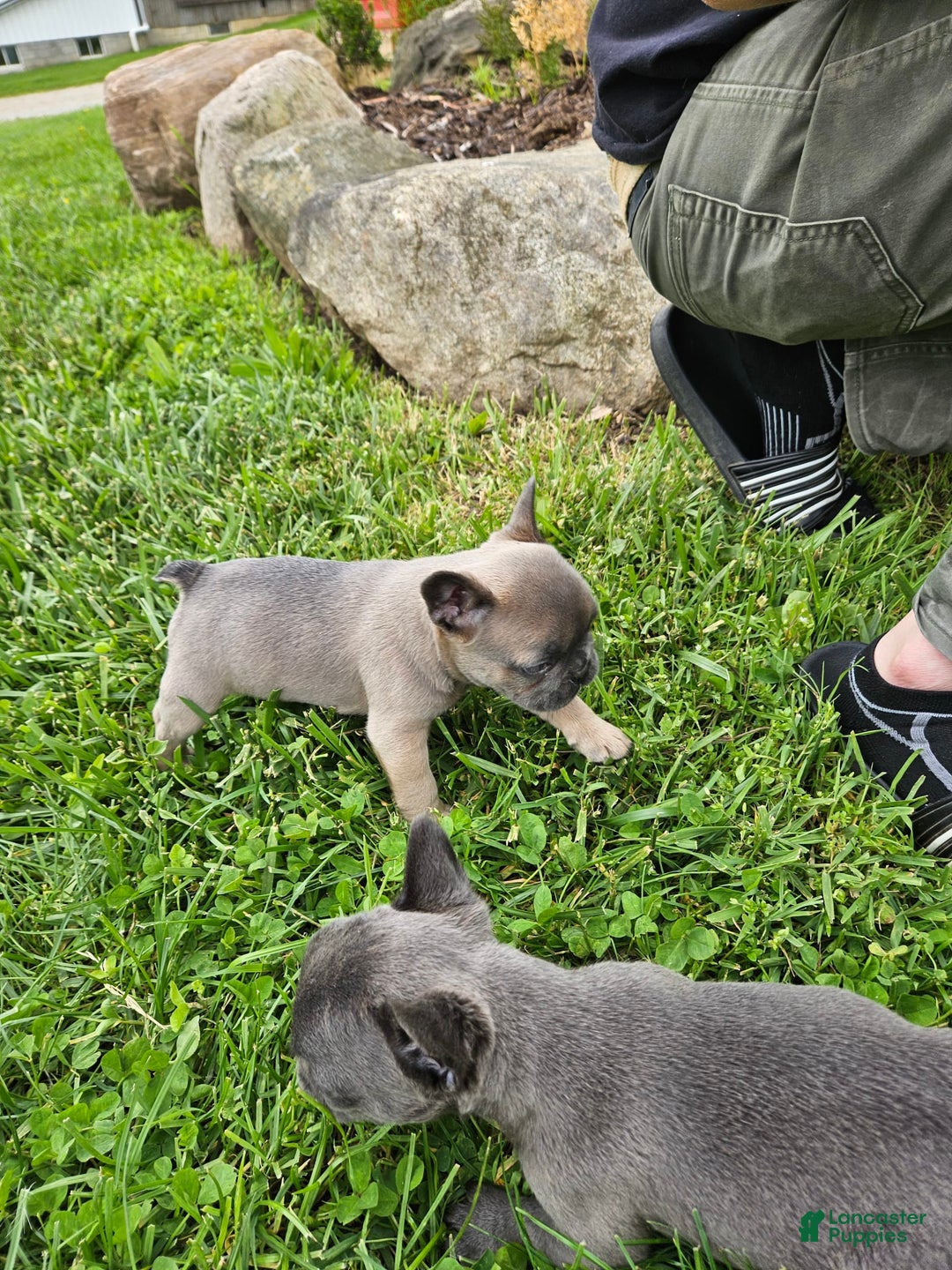 French Bulldog dogs for sale: Blue - Image 4