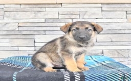 German Shepherd dogs for sale: Sport - Image 3