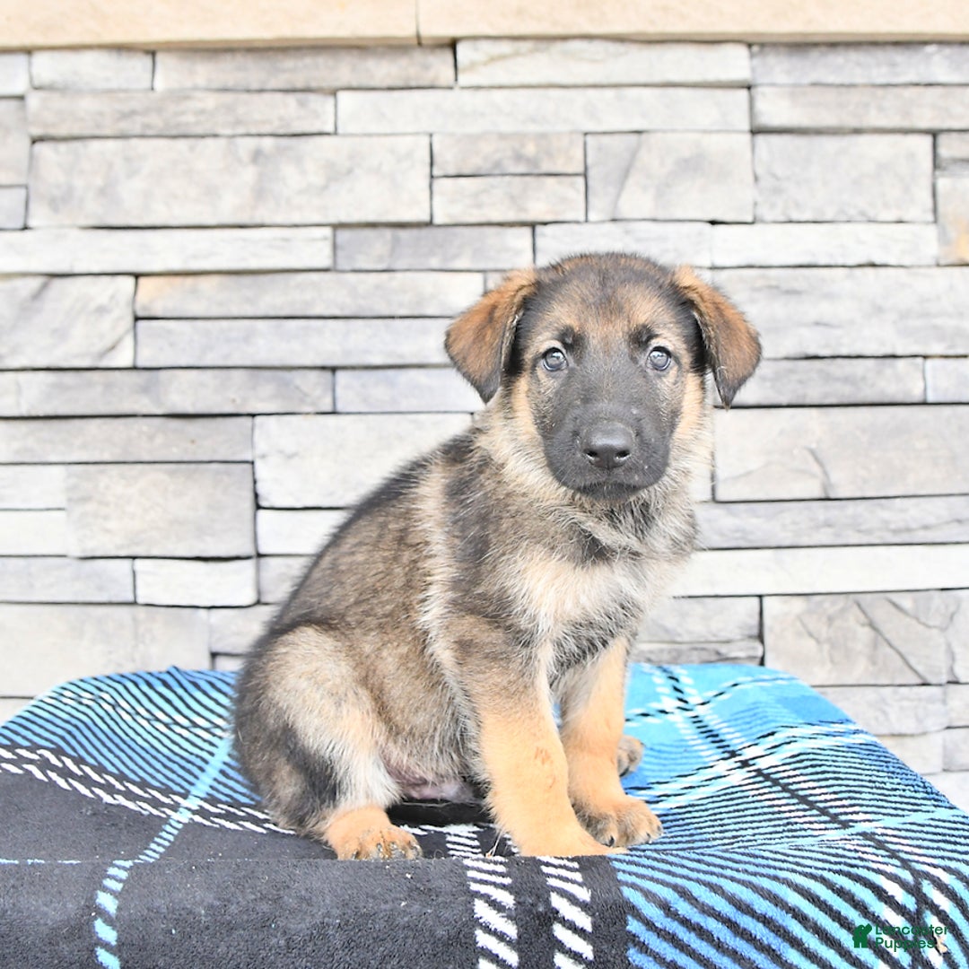 German Shepherd dogs for sale: Sport - Image 3