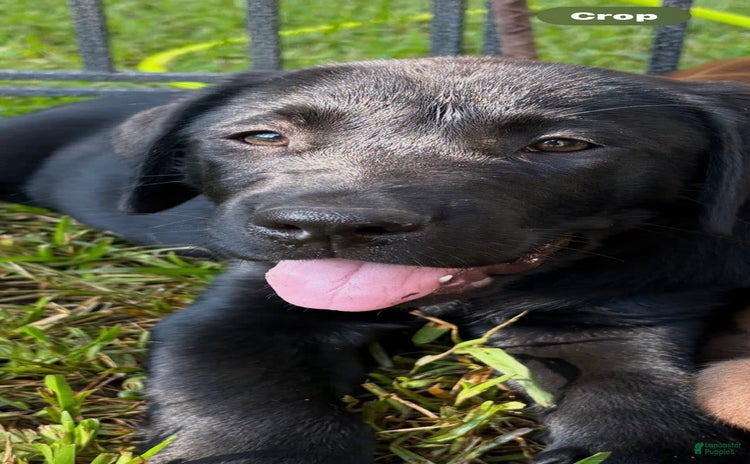 Labrador Retriever dogs for sale - Ad 4