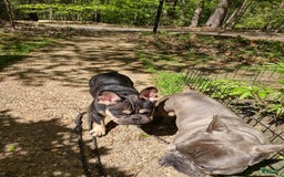 French Bulldog dogs for sale: Puppy 3 - We Leave The Naming To The New Parents - Image 5