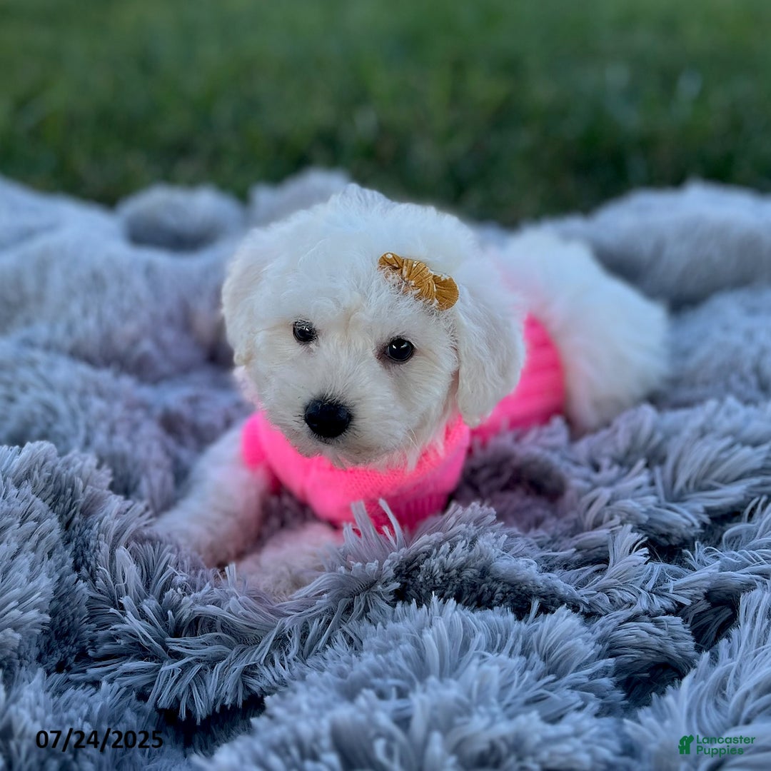 Bichon Frise dogs for sale: Miss Oakley - Image 4