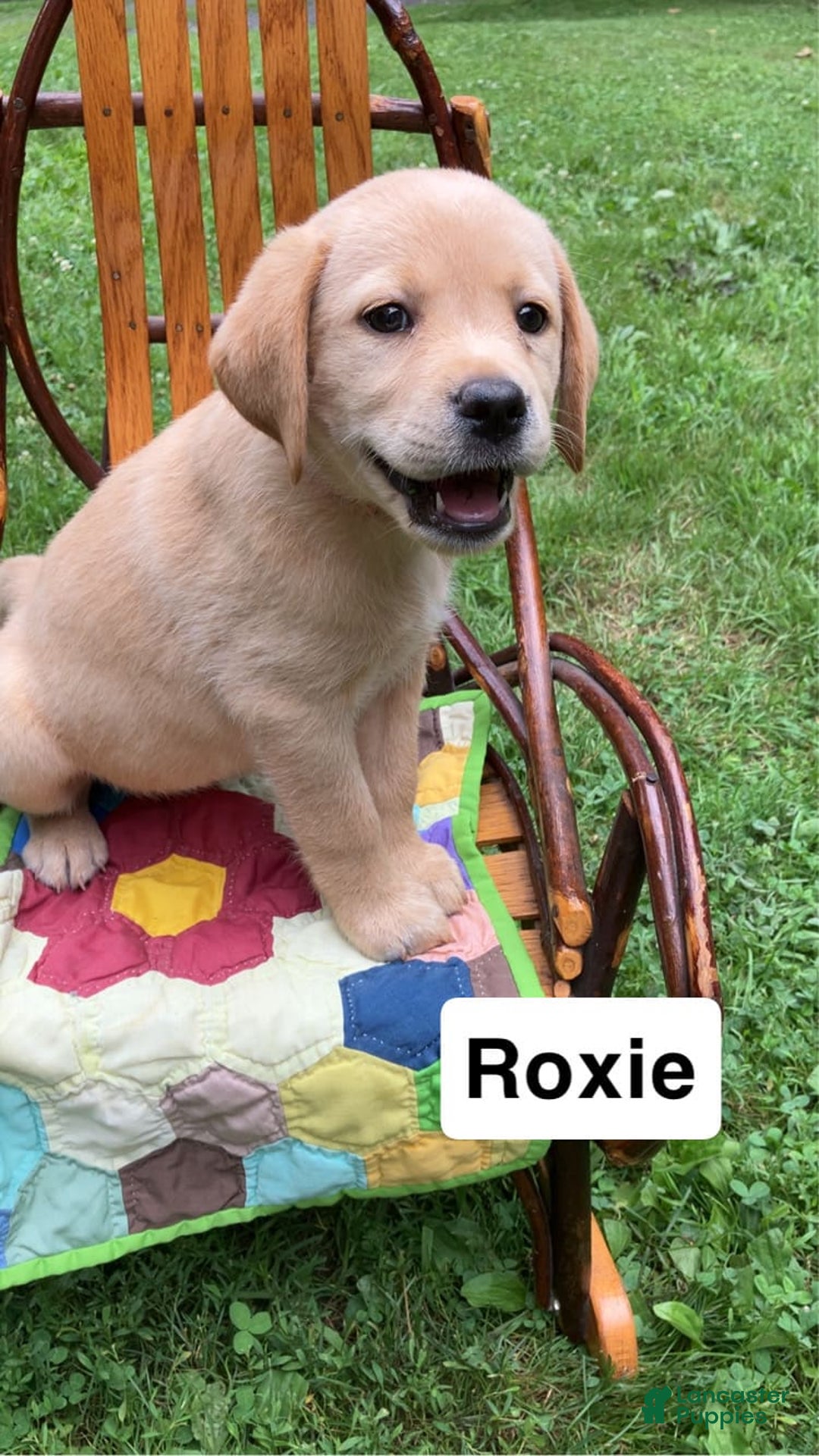 Labrador Retriever dogs for sale: Labrador Retriever 11 puppies - Image 1