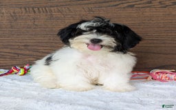 Teddy Bear dogs for sale: Bodie - Image 15