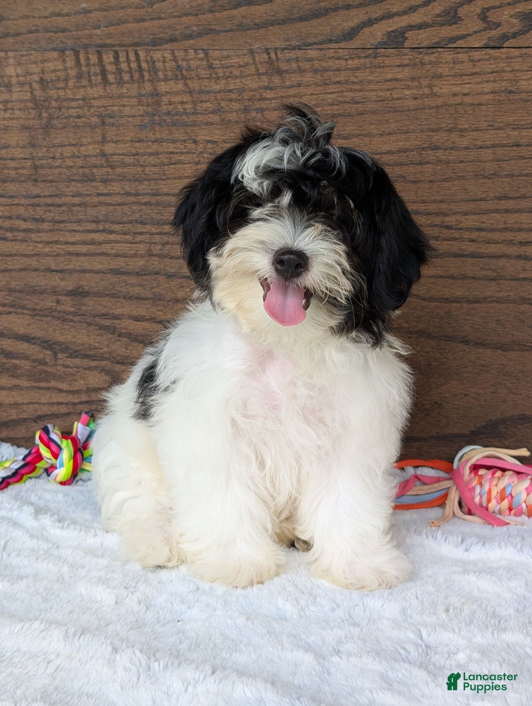 Teddy Bear dogs for sale: Bodie - Image 15