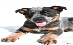 Australian Cattle Dog dogs for sale: Addie - Image 1