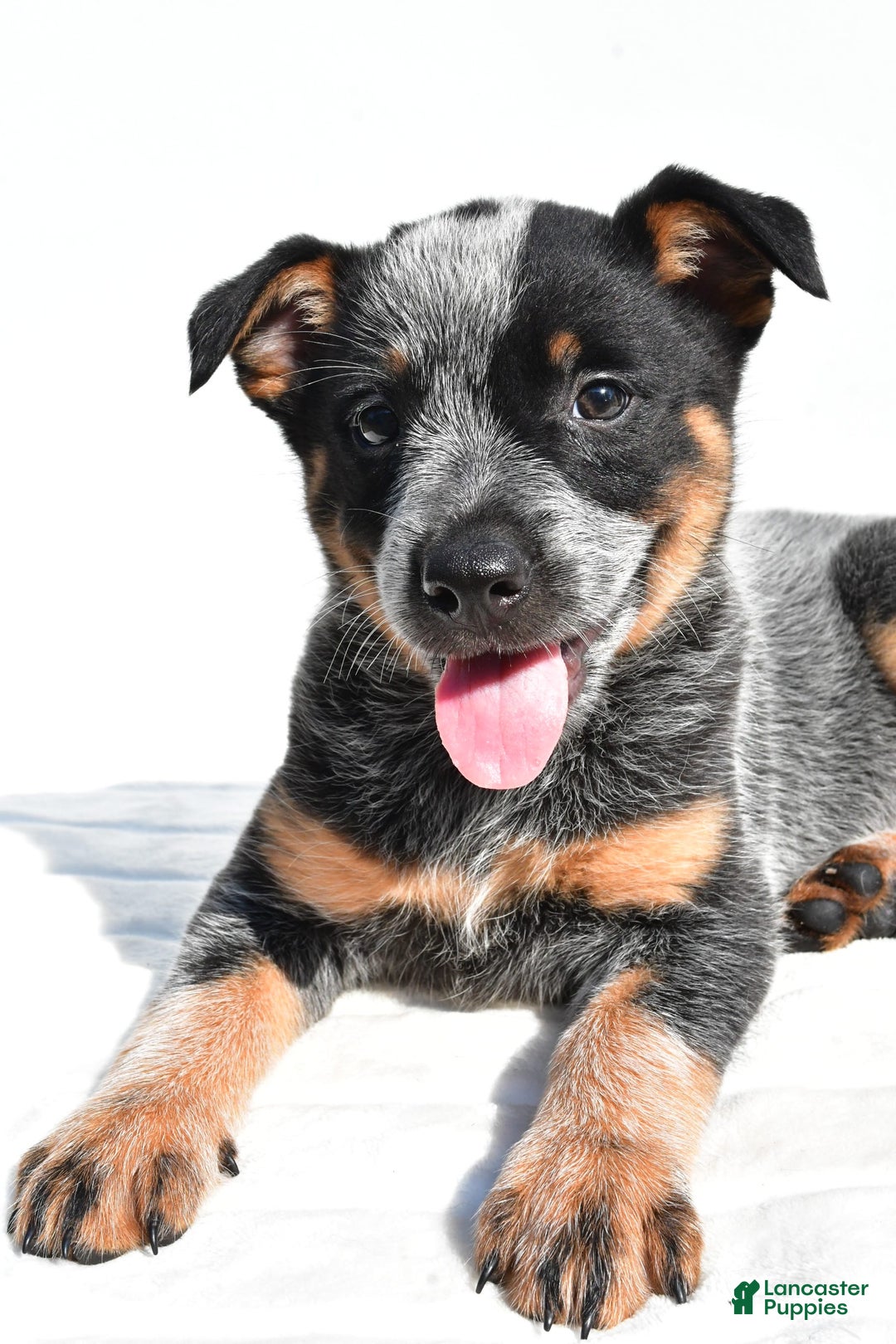 Australian Cattle Dog dogs for sale: Addie - Image 1