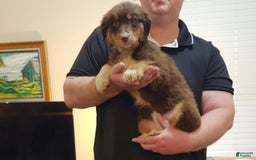 Australian Shepherd dogs for sale: Laura - Image 6