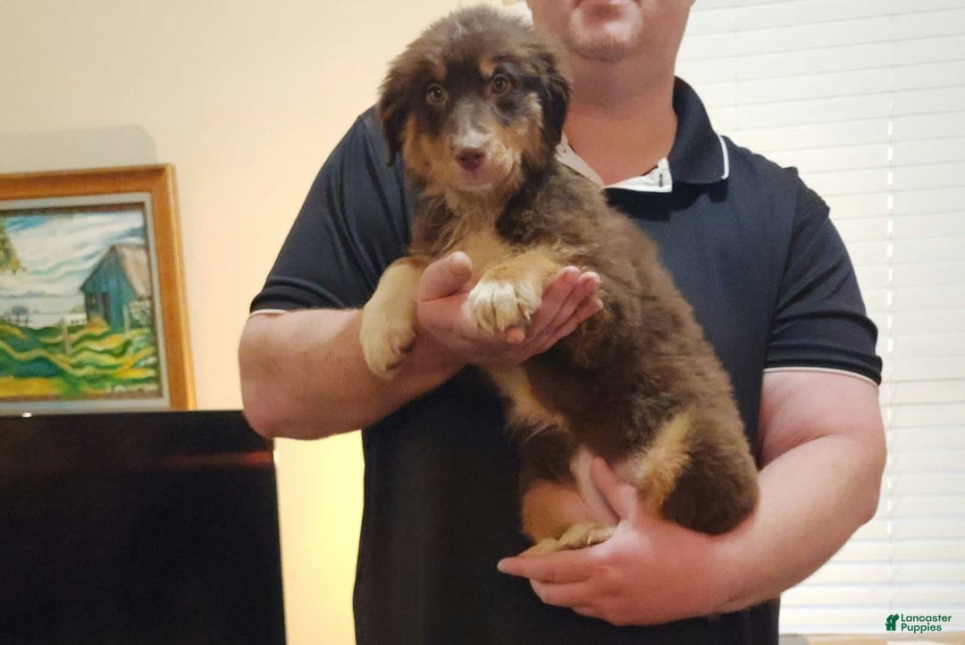 Australian Shepherd dogs for sale: Laura - Image 6