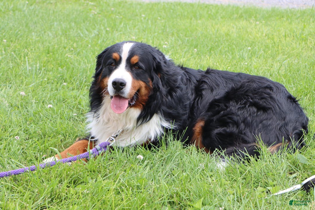 Bernese Mountain Dog dogs for sale: Phoebe AKC - Image 10