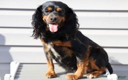 Cavapoo dogs for sale: Grace - Image 5