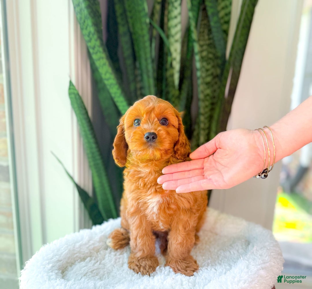 Cavapoo dogs for sale: Ian - Image 11