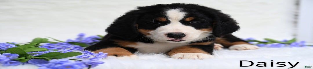 Daisy