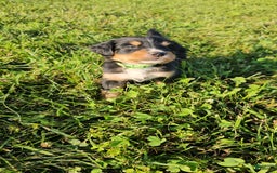 Bernese Mountain Dog dogs for sale: Bernese Mountain Dog 8 puppies - Image 11