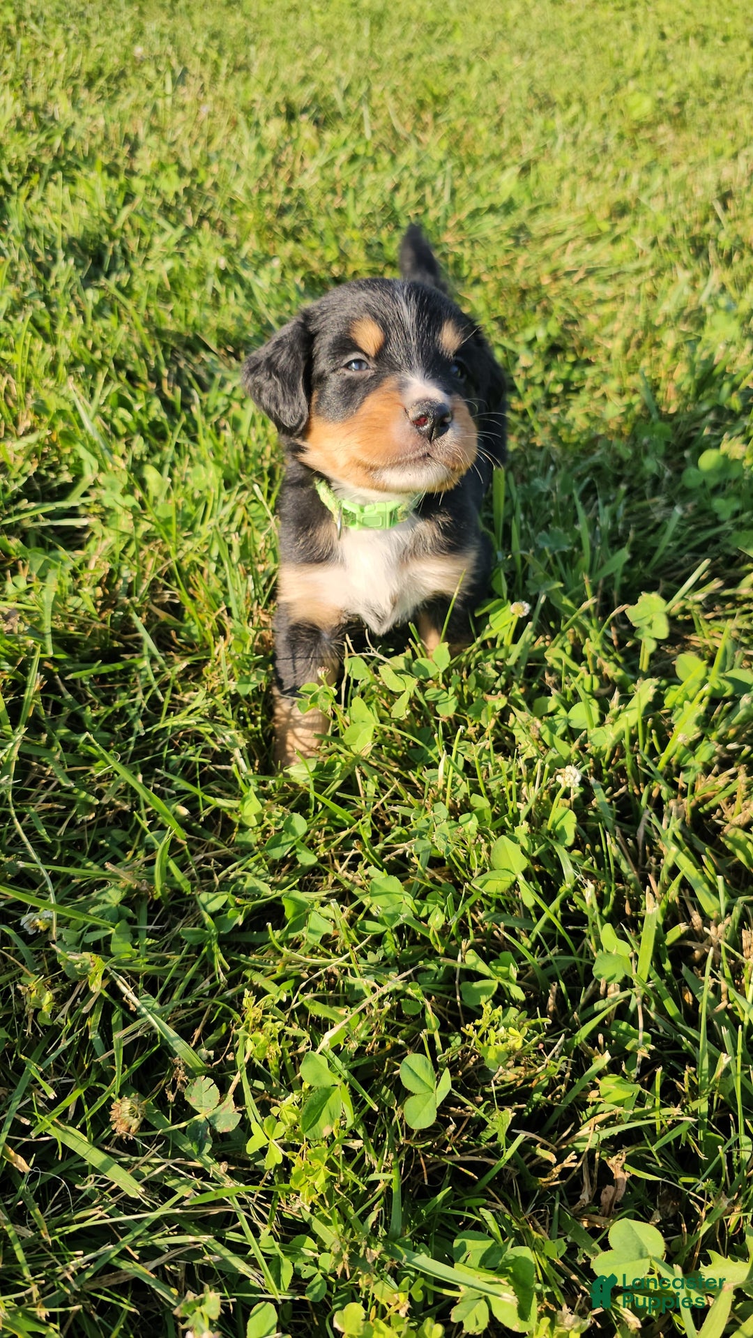 Bernese Mountain Dog dogs for sale: Bernese Mountain Dog 8 puppies - Image 11